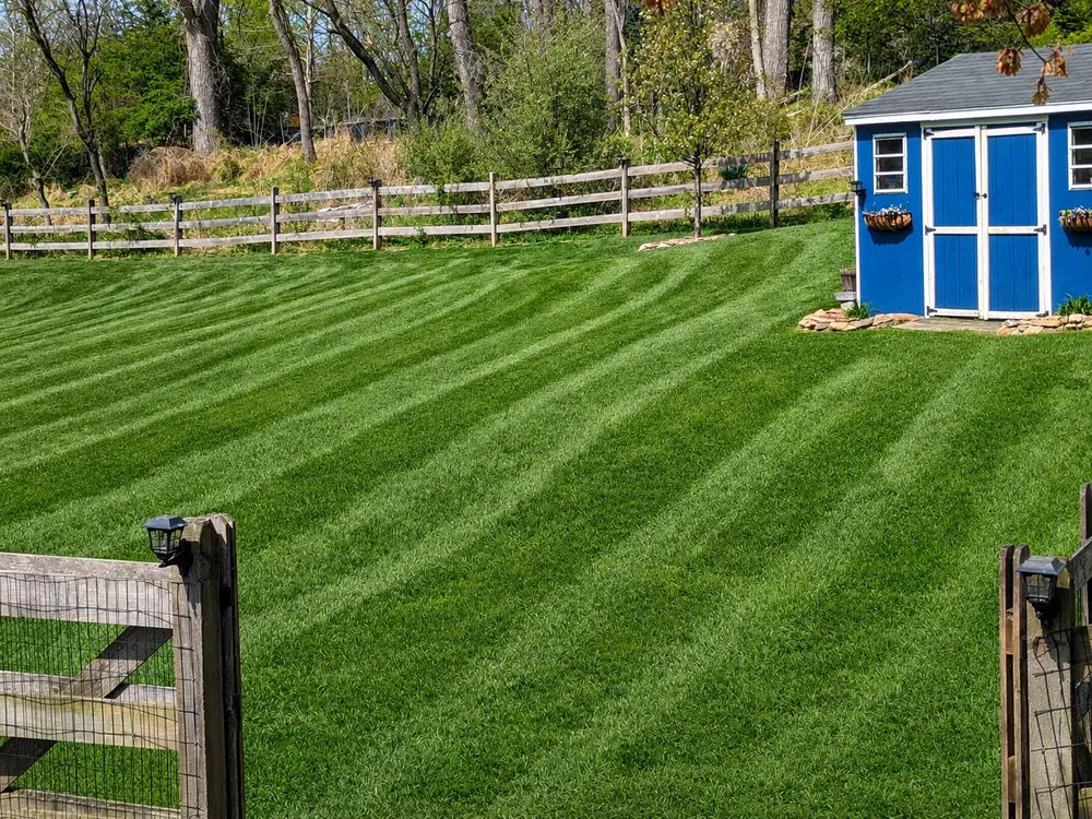 Striped backyard lawn with a fence and blue garden shed