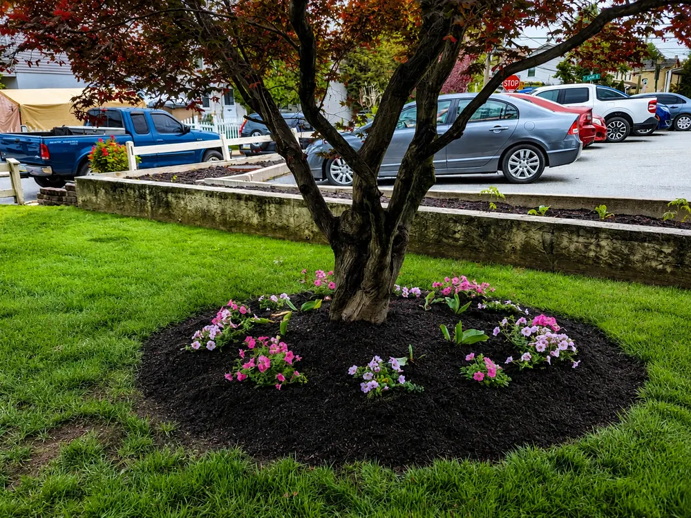 Mulched tree ring planted with pink and white annual flowers